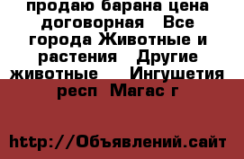 продаю барана цена договорная - Все города Животные и растения » Другие животные   . Ингушетия респ.,Магас г.